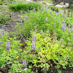 Lupinus succulentus post fire in Cypress Section