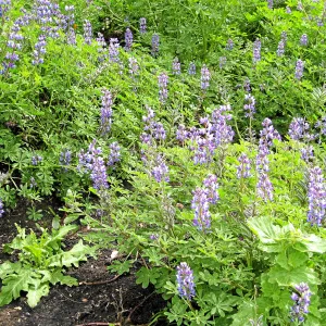 Lupinus succulentus post fire in Cypress Section