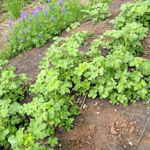 Fremontodendron seedlings post fire in Cypress Section