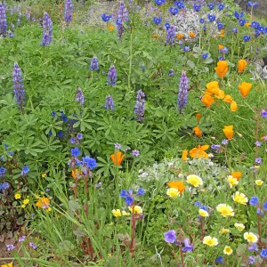 Wildflower display in Ceanothus section post fire