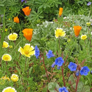 Wildflower display in Ceanothus section post fire