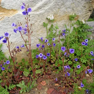 Phacelia minor in Ceanothus Section post fire