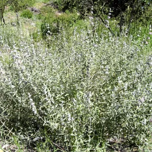 Salvia leucophylla (Purple Sage) Tunnel Triangle