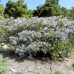 Ceanothus leucodermis hybrid 10-2 at Tunnel Triangle