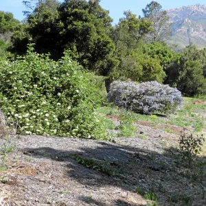 Sambucus mexicana at Tunnel Triangle