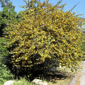 Fremontodendron at jct of Las Canoas and Mission Canyon Rds