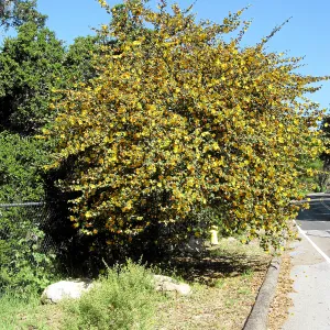 Fremontodendron at jct of Las Canoas and Mission Canyon Rds