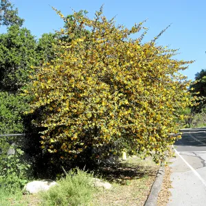 Fremontodendron at jct of Las Canoas and Mission Canyon Rds