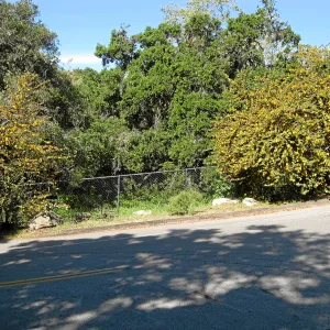 Fremontodendron at jct of Las Canoas and Mission Canyon Rds