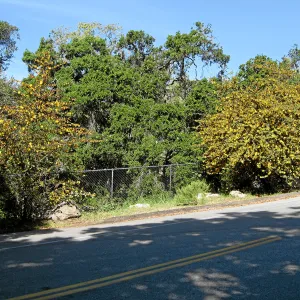 Fremontodendron at jct of Las Canoas and Mission Canyon Rds