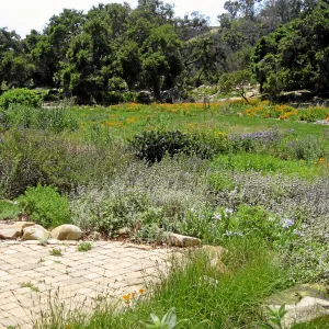 Meadow from bird bath