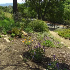 One year after Jesusita Fire - Cypress Section