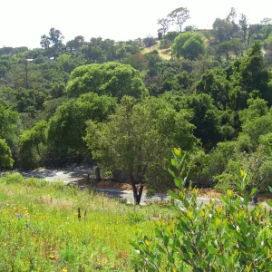 One year after Jesusita Fire - Cypress Section