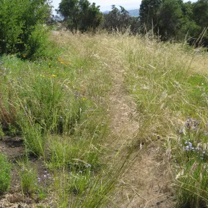 One year after Jesusita Fire - Cypress Section. Nassella lepida