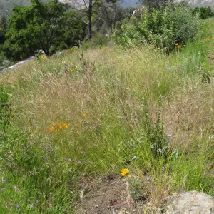 One year after Jesusita Fire - Cypress Section. Nassella lepida