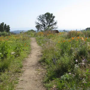 One year after Jesusita Fire. Top of Porter Trail looking south