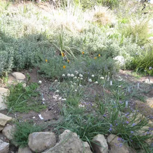 One year after Jesusita Fire. Bulb display in Meadow View