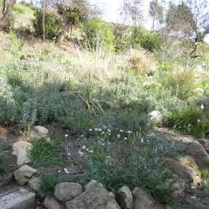 One year after Jesusita Fire. Bulb display in Meadow View
