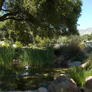 Meadow Pond, SBBG 2 years after the Jesusita Fire