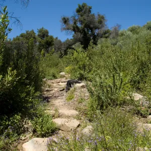 Woodland Trail, SBBG 2 years after the Jesusita Fire