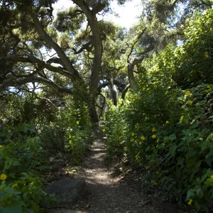 north end of Pritchett Trail (heading westerly), SBBG 2 years after the Jesusita Fire