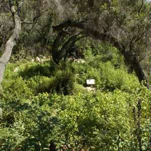 view to the spiral bench in the Canyon from the Pritchett Trail, SBBG 2 years after the Jesusita Fire