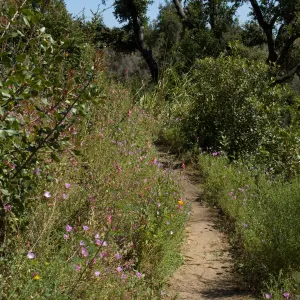 wildflowers on the Pritchett Trail, SBBG 2 years after the Jesusita Fire