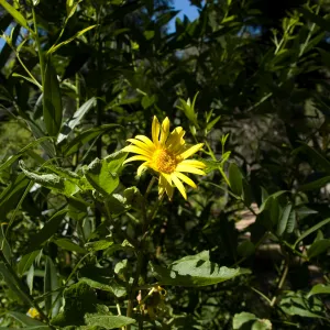Canyon sunflower in bloom, SBBG 2 years after the Jesusita Fire