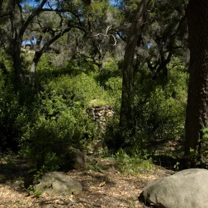 viewing the Campbell Bridge site from the Canyon Trail, SBBG 2 years after the Jesusita Fire