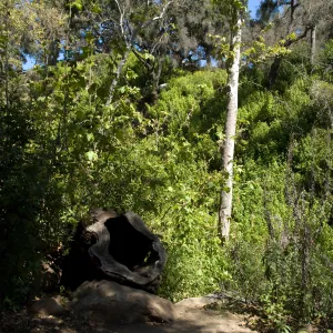 hollow Sycamore stump in the Canyon, SBBG 2 years after the Jesusita Fire