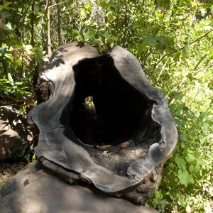 hollow Sycamore stump in the Canyon, SBBG 2 years after the Jesusita Fire