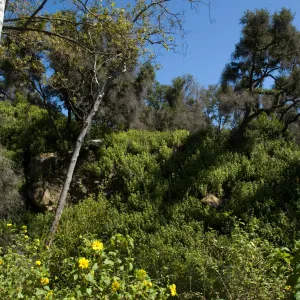 view from the Canyon Trail up to the Picnic Area on the Campbell Trail, SBBG 2 years after the Jesusita Fire