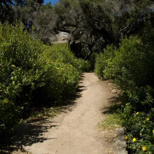 Canyon Trail, SBBG 2 years after the Jesusita Fire