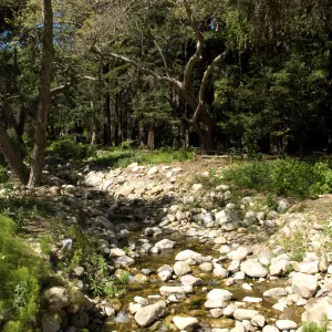 Mission Creek and the Redwood Section above the Mission Dam, SBBG 2 years after the Jesusita Fire