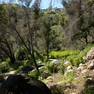 view from the Canyon rim down to the Picnic Area, SBBG 2 years after the Jesusita Fire