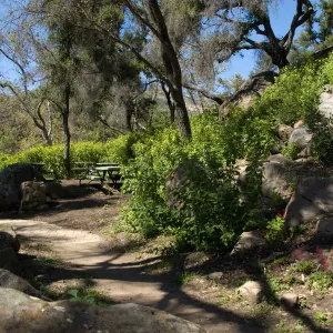 Picnic Area on the Campbell Trail, SBBG 2 years after the Jesusita Fire