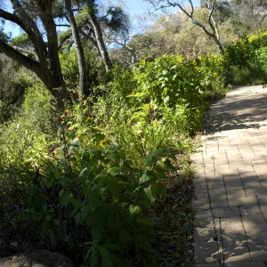 Picnic Area on the Campbell Trail, SBBG 2 years after the Jesusita Fire