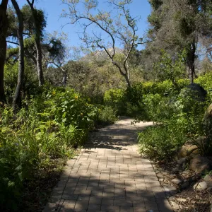 Picnic Area on the Campbell Trail, SBBG 2 years after the Jesusita Fire