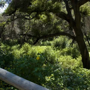 view into the Canyon from the Campbell Trail, SBBG 2 years after the Jesusita Fire