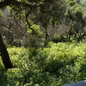 view into the Canyon from the Campbell Trail, SBBG 2 years after the Jesusita Fire