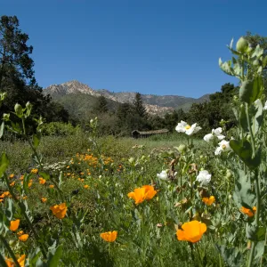 Meadow view with wildflowers, SBBG 2 years after the Jesusita Fire