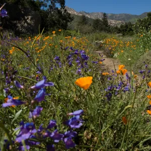 Meadow view with wildflowers, SBBG 2 years after the Jesusita Fire