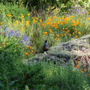 California quail perched on top of Artemisia Canyon Gray, wildflowers, Ground Cover Display garden in the lower Meadow, SBBG 2 years after the Jesusita Fire