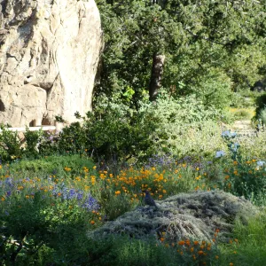 California quail perched on top of Artemisia Canyon Gray, wildlfowers, Ground Cover Display garden in the lower Meadow, SBBG 2 years after the Jesusita Fire, Blaksley Boulder