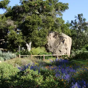 Meadow view from the ground cover display in the lower Meadow, Blaksley Boulder, wildflowers, SBBG 2 years after the Jesusita Fire