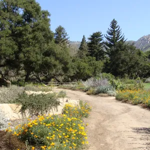 top western corner of the Meadow, Meadow Terrace, SBBG 2 years after the Jesusita Fire