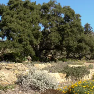 top western corner of the Meadow, Meadow Terrace, SBBG 2 years after the Jesusita Fire