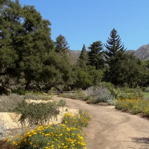 top western corner of the Meadow, Meadow Terrace, SBBG 2 years after the Jesusita Fire