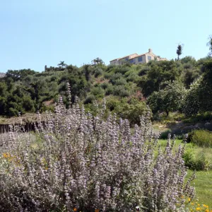 Meadow and Meadow Terrace panorama, SBBG 2 years after the Jesusita Fire, Herb Parker exhibit