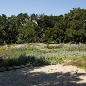 view across the Meadow to the Meadow Terrace, under the Meadow Oaks, SBBG 2 years after the Jesusita Fire